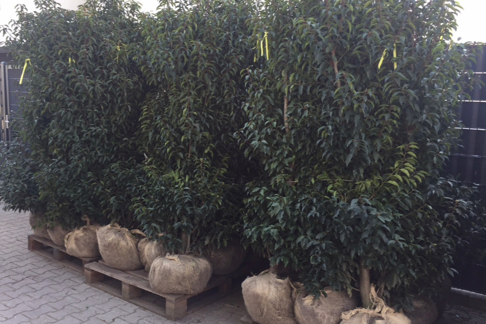 Pflanzenhaus Schöner