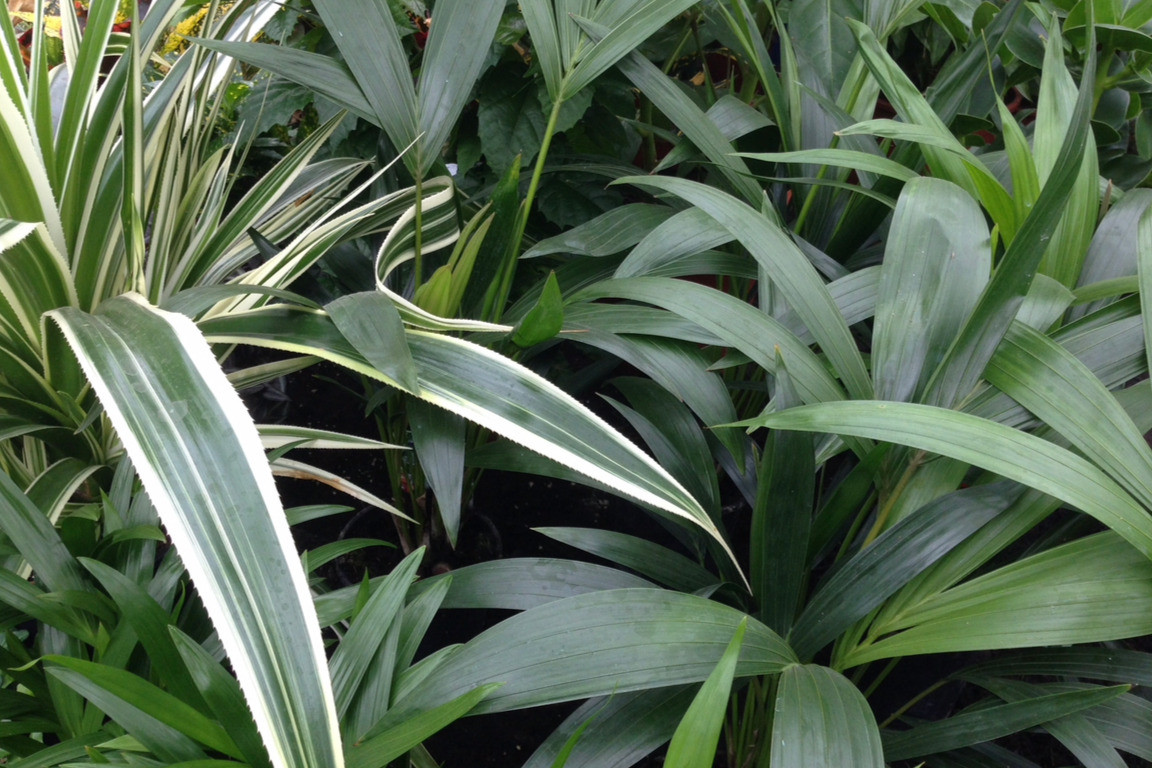 Pflanzenhaus Schöner