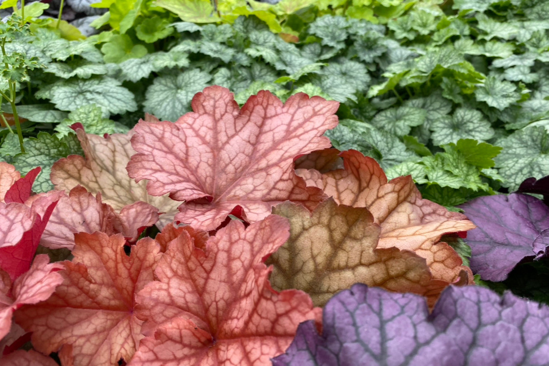 Pflanzenhaus Schöner