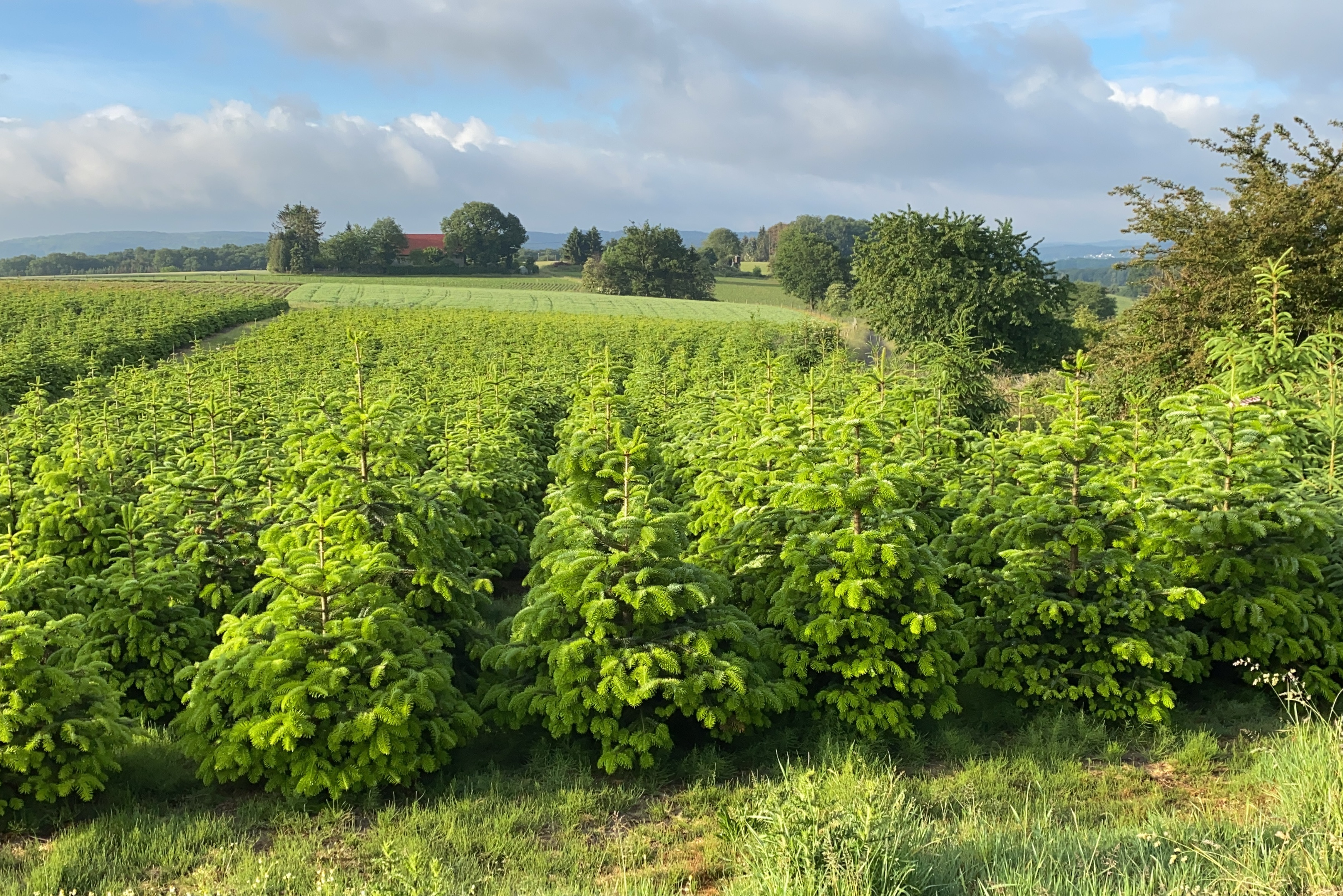 Hof Hinnebecke- Weihnachtsbäume