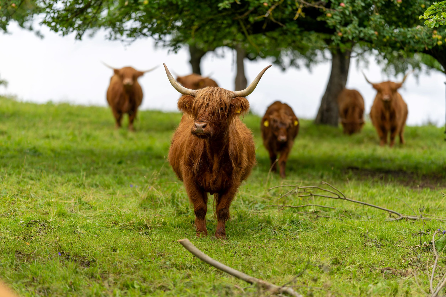 Pflugbrauerei Hörvelsingen