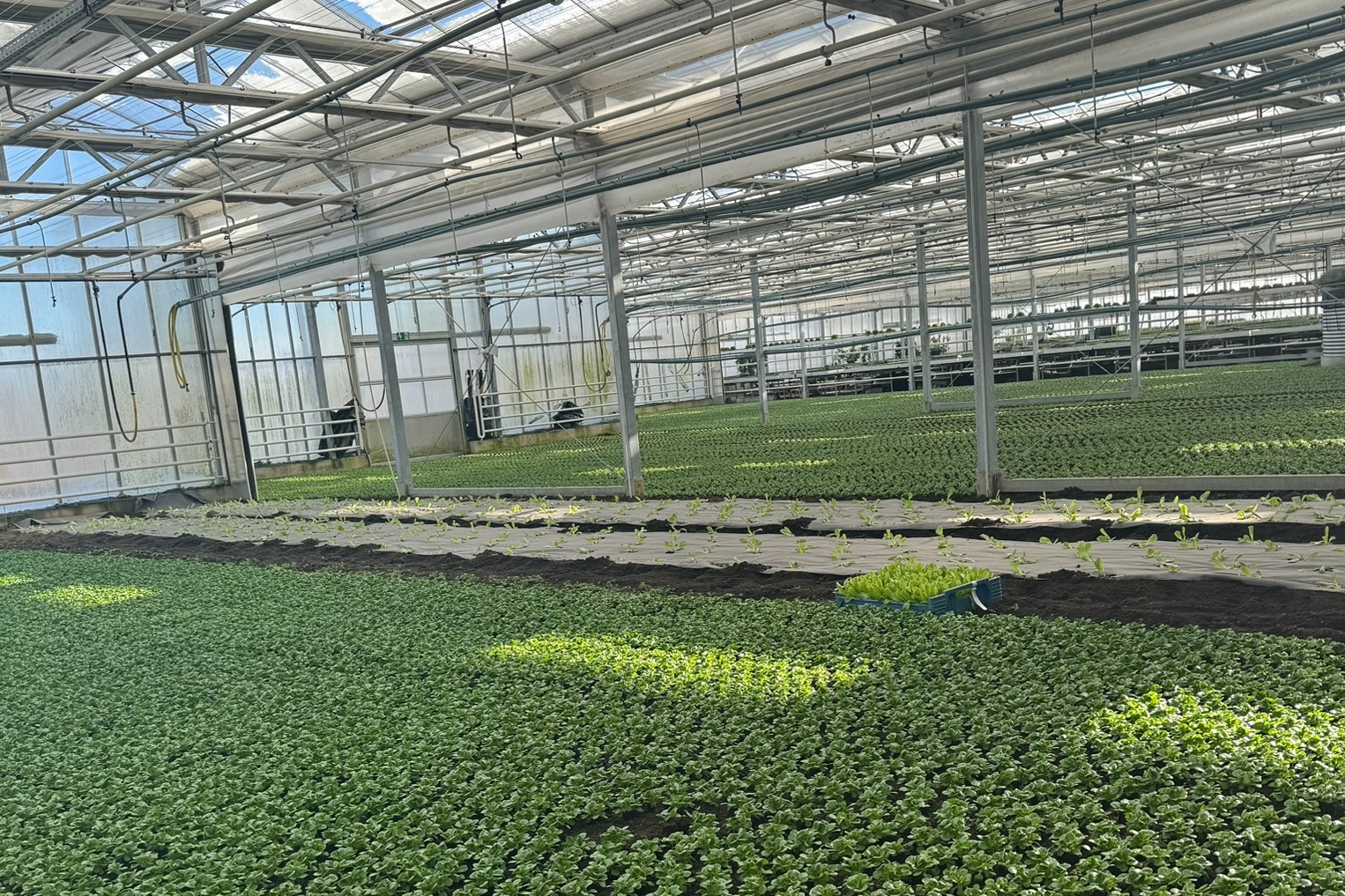 Blumen Längle Inh. Norbert Längle