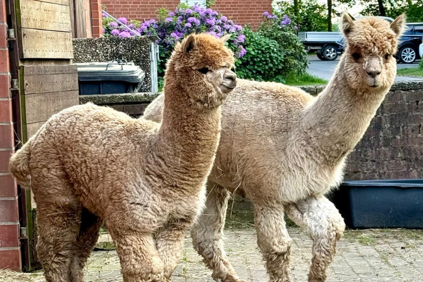 Alpakahof und Restaurant Hohe Heide