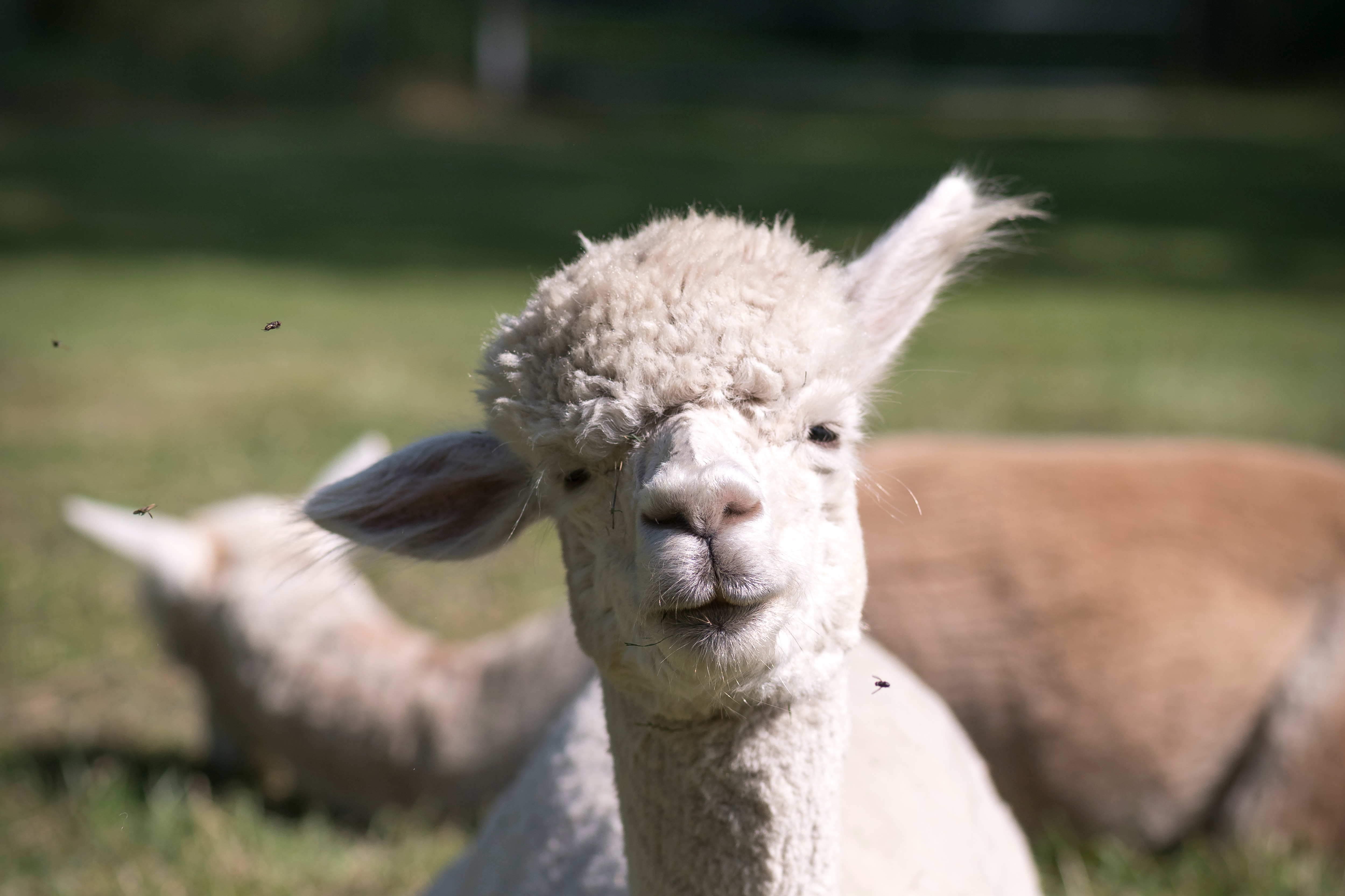 Alpakahof und Restaurant Hohe Heide
