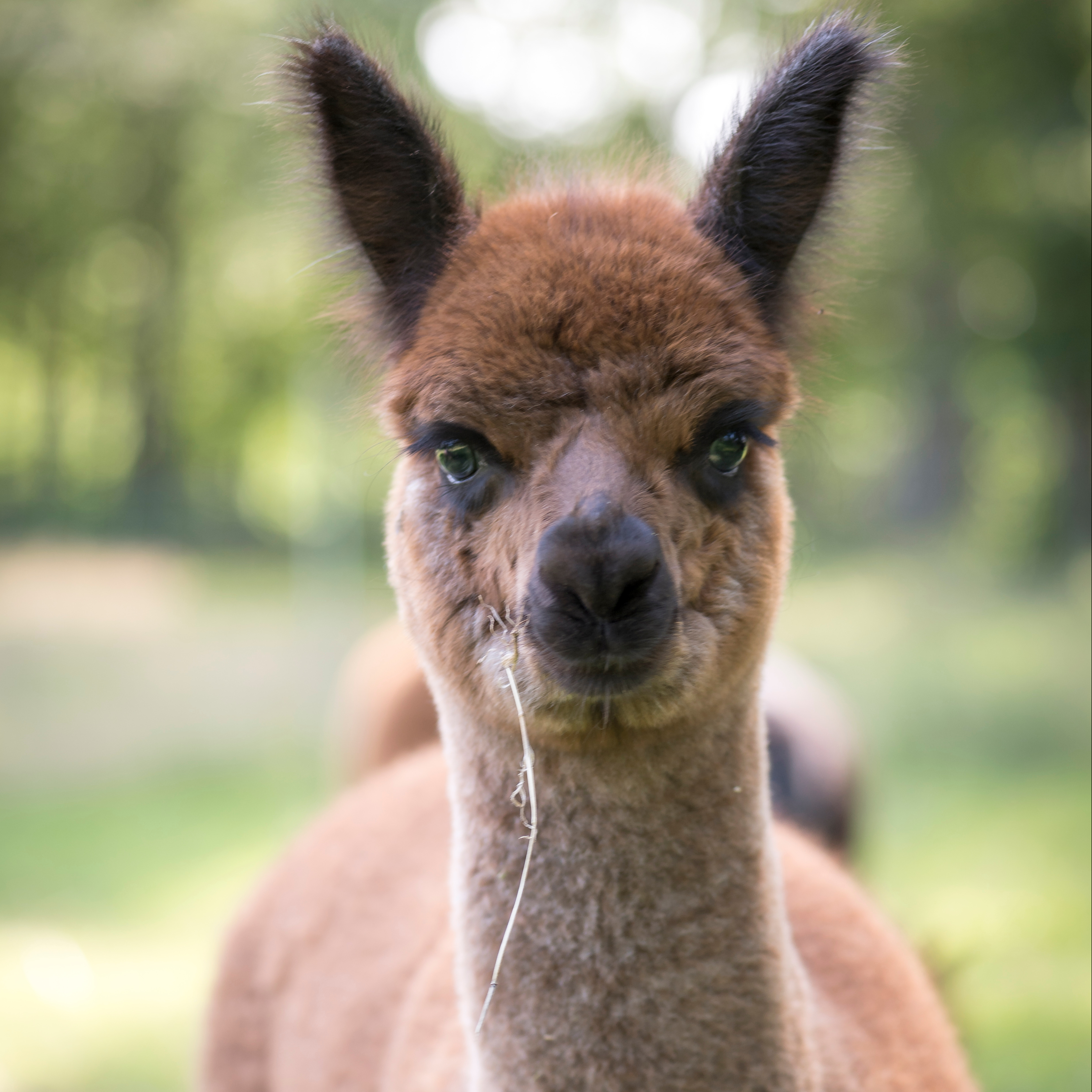 Alpakahof und Restaurant Hohe Heide