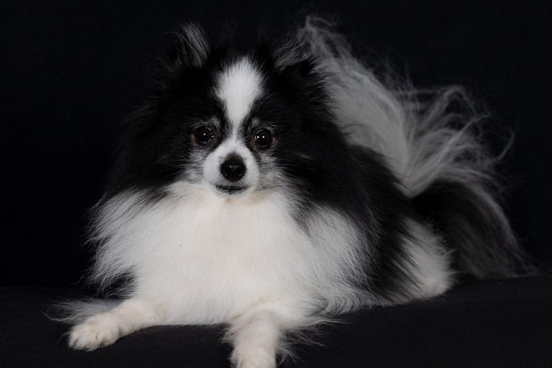 Fellaris Hundesalon title image