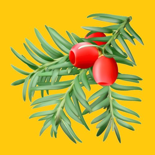 Eibenwald - ein Ort der verzaubert logo