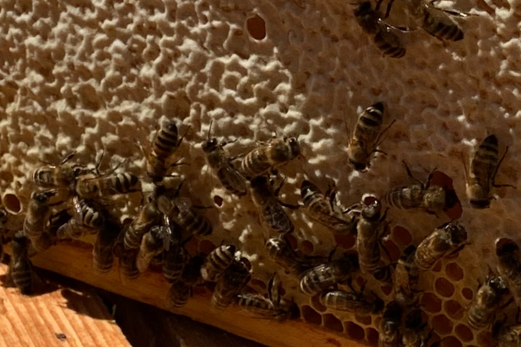 Imkerei Alfred Wiest