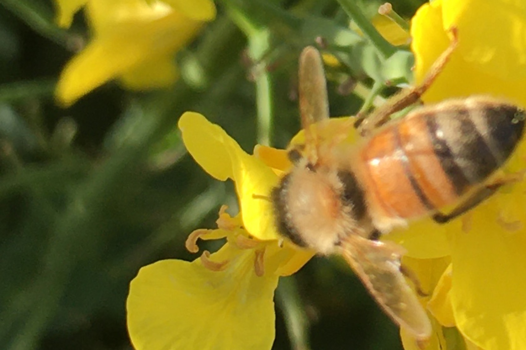 Imkerei Alfred Wiest