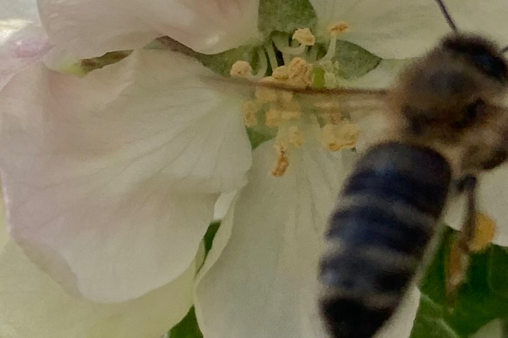 Imkerei Alfred Wiest