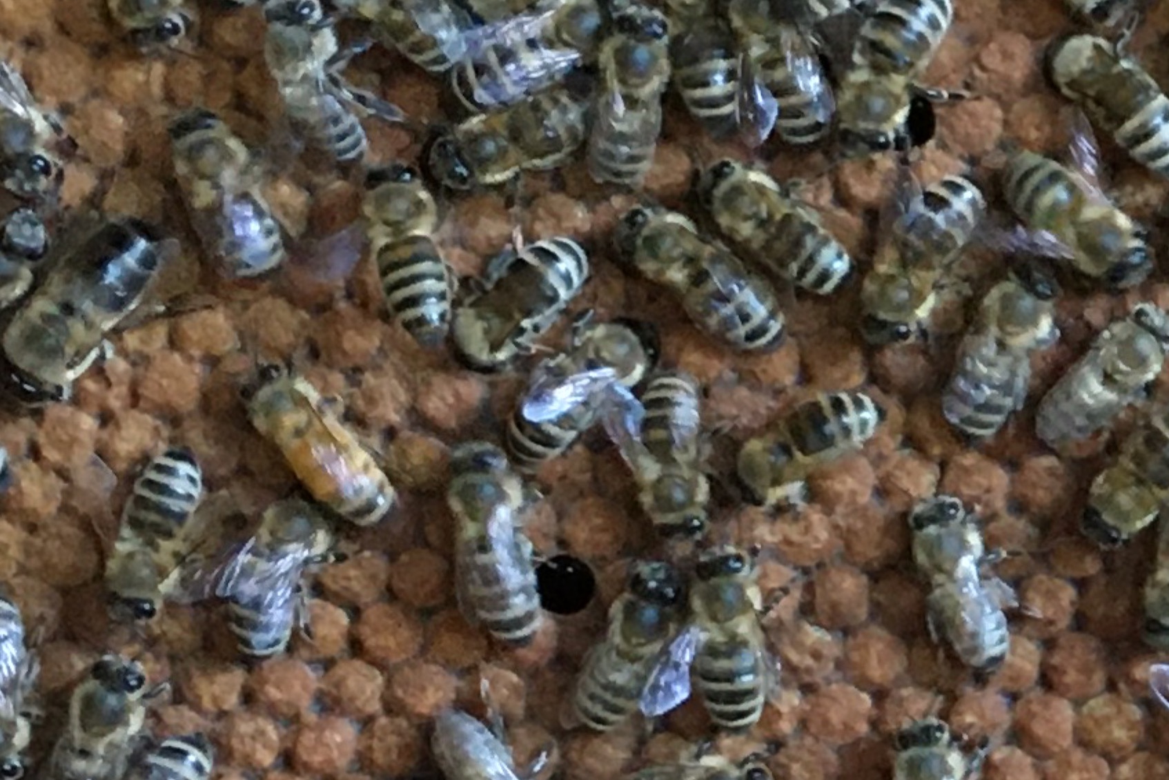 Imkerei Alfred Wiest